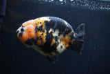 Milk Cow Ranchu  Calico 4.5 Inch (ID#1227R10c-91) Free2Day SHIPPING