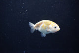 Baby Ranchu  Calico 2.5 Inch (ID#1112R9c-42) Free2Day SHIPPING