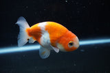 Ranchu  Sakura 3.5 Inch (ID#1004R5c-78) Free2Day SHIPPING