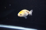 Baby Ranchu  Calico 2.5 Inch (ID#1112R9c-42) Free2Day SHIPPING