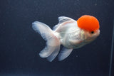 Thai Oranda  Red Cap 5.5 Inch (ID#1015To13a-45) Free2Day SHIPPING