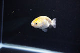 Baby Ranchu  Calico 2.5 Inch (ID#1112R9c-42) Free2Day SHIPPING