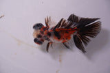 Butterfly  Calico 3.5 Inch (ID#1203B8b-54) Free2Day SHIPPING