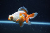 Butterfly  Red White 4 Inch (ID#228B8b-52) Free2Day SHIPPING