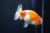 Ranchu  Sakura 3.5 Inch (ID#1004R5c-78) Free2Day SHIPPING