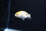 Baby Ranchu  Calico 2.5 Inch (ID#1112R9c-42) Free2Day SHIPPING