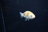 Baby Ranchu  Calico 2.5 Inch (ID#1112R9c-42) Free2Day SHIPPING