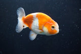 Ranchu  Sakura 3.5 Inch (ID#1004R5c-78) Free2Day SHIPPING