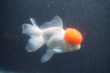 Thai Oranda  Red Cap 5.5 Inch (ID#1015To13a-46) Free2Day SHIPPING