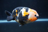 Milk Cow Ranchu  Calico 4.5 Inch (ID#1231R10c-81) Free2Day SHIPPING