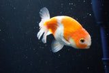 Ranchu  Sakura 3.5 Inch (ID#1004R5c-78) Free2Day SHIPPING