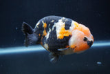 Milk Cow Ranchu  Calico 4.5 Inch (ID#1231R10c-81) Free2Day SHIPPING