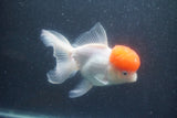 Thai Oranda  Red Cap 5.5 Inch (ID#1015To13a-46) Free2Day SHIPPING