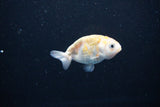 Baby Ranchu  Calico 2.5 Inch (ID#1112R9c-42) Free2Day SHIPPING