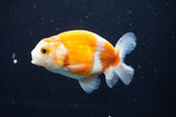 Ranchu  Sakura 3.5 Inch (ID#1004R5c-78) Free2Day SHIPPING