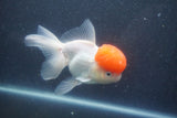 Thai Oranda  Red Cap 5.5 Inch (ID#1015To13a-46) Free2Day SHIPPING