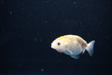 Baby Ranchu  Calico 2.5 Inch (ID#1112R9c-42) Free2Day SHIPPING