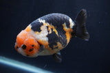 Milk Cow Ranchu  Calico 4.5 Inch (ID#1231R10c-81) Free2Day SHIPPING