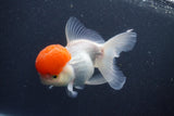 Thai Oranda  Red Cap 5.5 Inch (ID#1015To13a-46) Free2Day SHIPPING