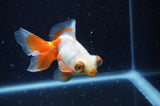 Butterfly  Red White 4 Inch (ID#228B8b-52) Free2Day SHIPPING