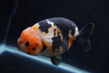 Milk Cow Ranchu  Calico 4.5 Inch (ID#1231R10c-81) Free2Day SHIPPING