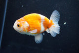 Ranchu  Sakura 3.5 Inch (ID#1004R5c-78) Free2Day SHIPPING