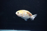 Baby Ranchu  Calico 2.5 Inch (ID#1112R9c-42) Free2Day SHIPPING