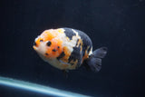 Milk Cow Ranchu  Calico 4.5 Inch (ID#1231R10c-81) Free2Day SHIPPING