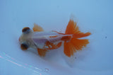 Butterfly  Red White 4 Inch (ID#228B8b-52) Free2Day SHIPPING