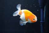 Ranchu  Sakura 3.5 Inch (ID#1004R5c-78) Free2Day SHIPPING