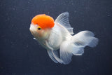 Thai Oranda  Red Cap 5.5 Inch (ID#1015To13a-46) Free2Day SHIPPING