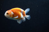 Ranchu  Sakura 3.5 Inch (ID#1004R5c-78) Free2Day SHIPPING