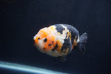 Milk Cow Ranchu  Calico 4.5 Inch (ID#1231R10c-81) Free2Day SHIPPING