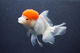 Thai Oranda  Red Cap 5.5 Inch (ID#1015To13a-46) Free2Day SHIPPING