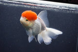 Thai Oranda  Red Cap 5.5 Inch (ID#1015To13a-46) Free2Day SHIPPING