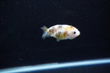 Baby Ranchu  Calico 2.5 Inch (ID#1112R9c-43) Free2Day SHIPPING