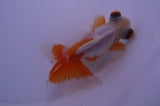 Butterfly  Red White 4 Inch (ID#228B8b-52) Free2Day SHIPPING