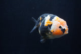 Milk Cow Ranchu  Calico 4.5 Inch (ID#1231R10c-81) Free2Day SHIPPING