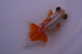Butterfly  Red White 4 Inch (ID#228B8b-52) Free2Day SHIPPING