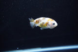 Baby Ranchu  Calico 2.5 Inch (ID#1112R9c-43) Free2Day SHIPPING