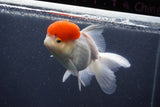 Thai Oranda  Red Cap 5.5 Inch (ID#1015To13a-46) Free2Day SHIPPING