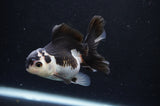 Juvenile Thai Oranda  Panda 3.5 Inch (ID#404T13b-69) Free2Day SHIPPING