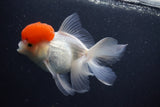 Thai Oranda  Red Cap 5.5 Inch (ID#1015To13a-46) Free2Day SHIPPING