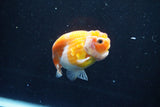 Ranchu  Sakura 3 Inch (ID#1004R5c-79) Free2Day SHIPPING