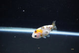 Baby Ranchu  Calico 2.5 Inch (ID#1112R9c-43) Free2Day SHIPPING