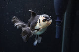 Juvenile Thai Oranda  Panda 3.5 Inch (ID#404T13b-69) Free2Day SHIPPING