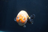 Milk Cow Ranchu  Calico 4.5 Inch (ID#1231R10c-82) Free2Day SHIPPING