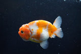 Ranchu  Sakura 3 Inch (ID#1004R5c-79) Free2Day SHIPPING