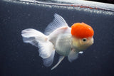 Thai Oranda  Red Cap 5.5 Inch (ID#1015To13a-46) Free2Day SHIPPING