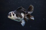 Juvenile Thai Oranda  Panda 3.5 Inch (ID#404T13b-69) Free2Day SHIPPING